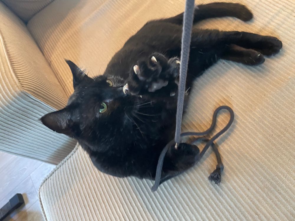 Dangerous black cat playing with string