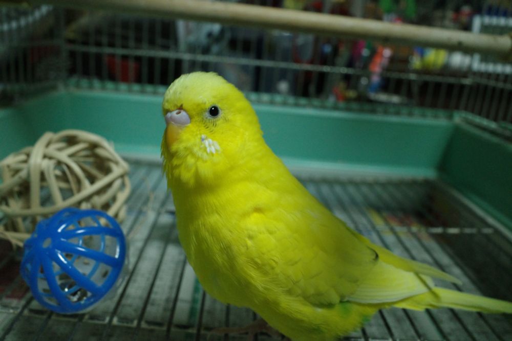 ボールで遊ぶセキセイインコ