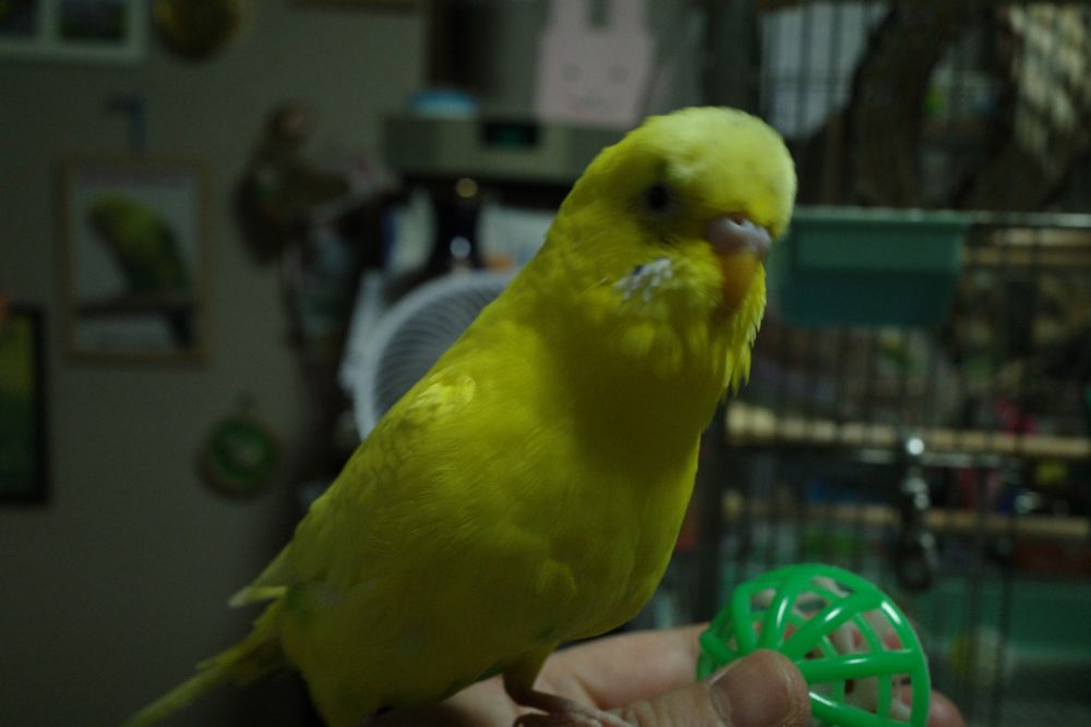 セキセイイインコ