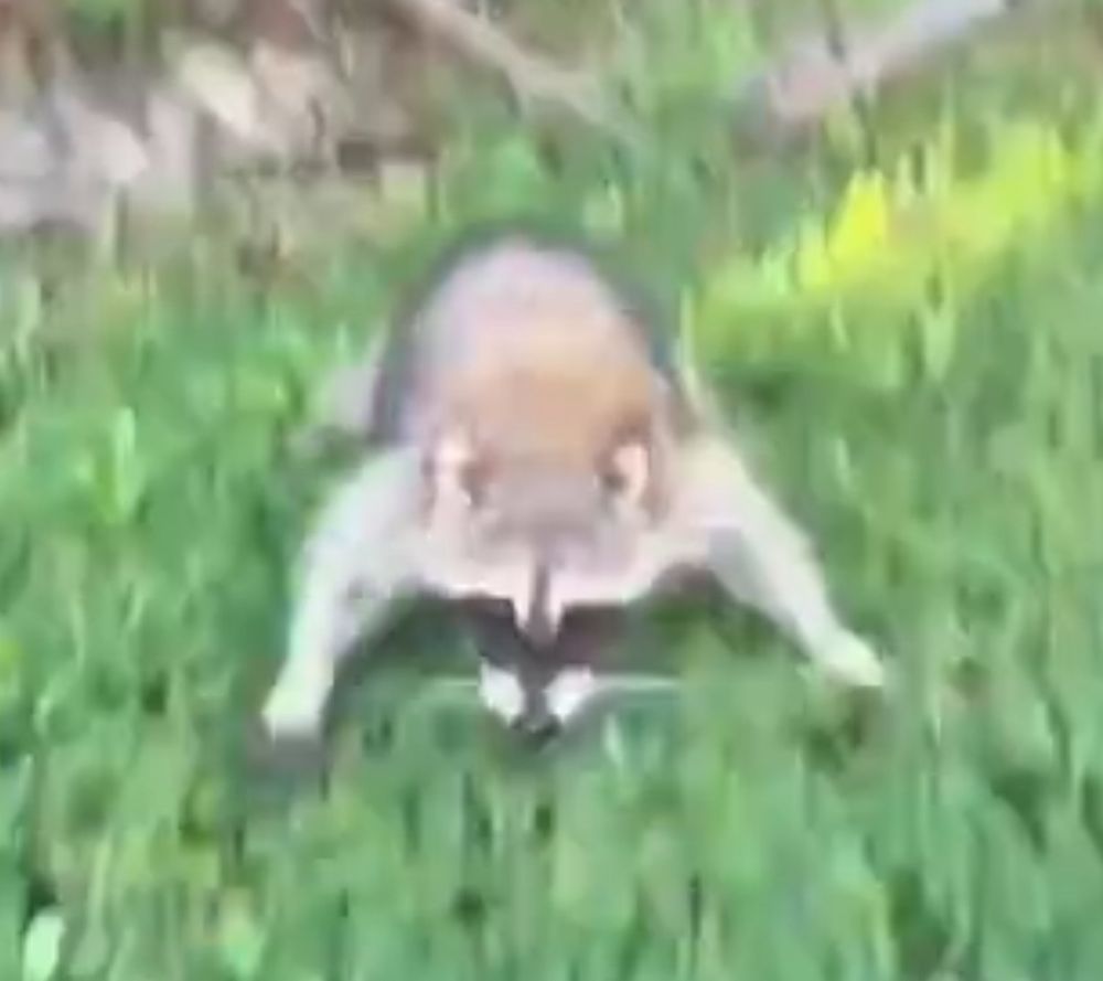 A rather frightening and blurry photo of a raccoon with its front legs spread in a menacing manner, on a green lawn.