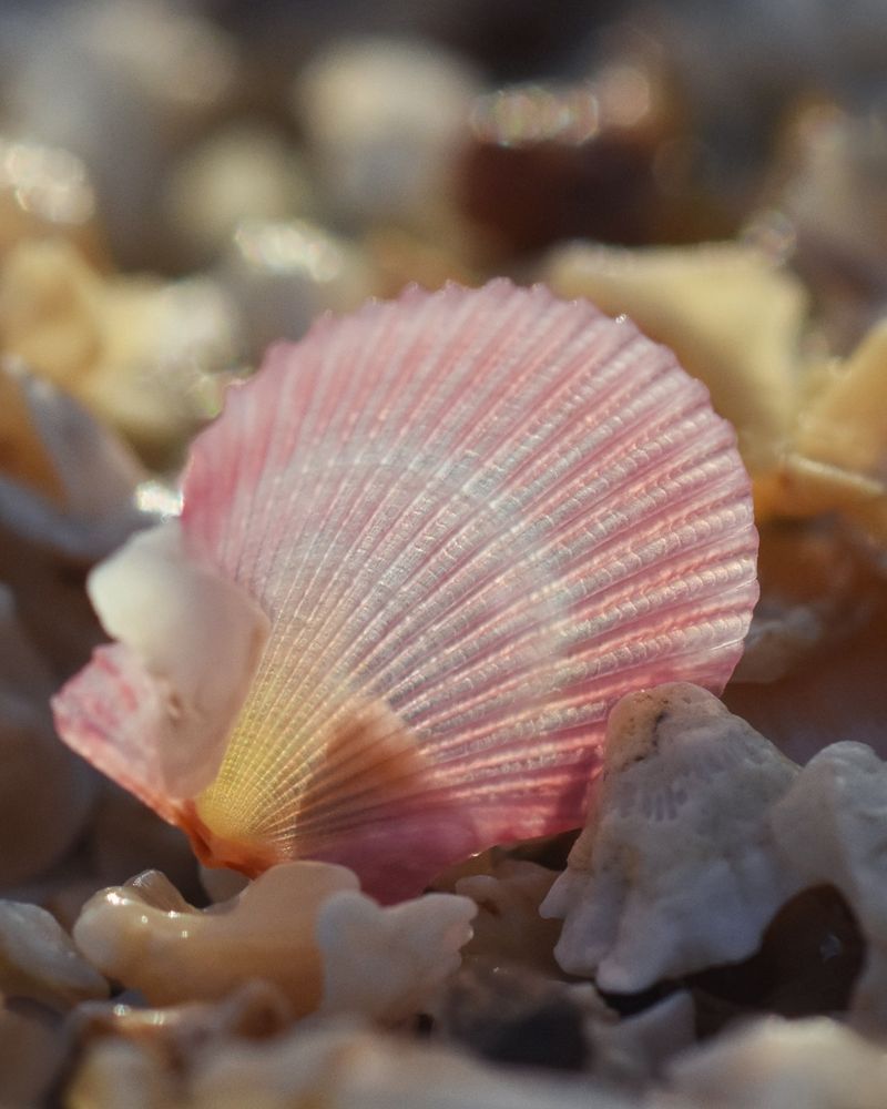 Tiny pink translucent scallop shell amongst shell debris