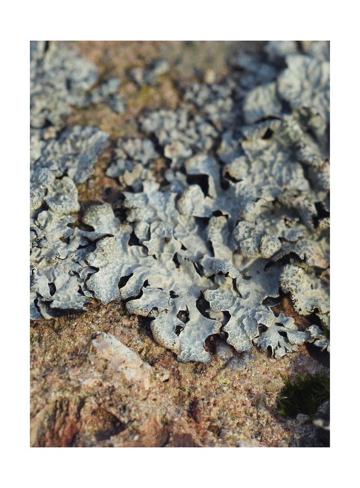 Grey lichen detail on shoreline rock