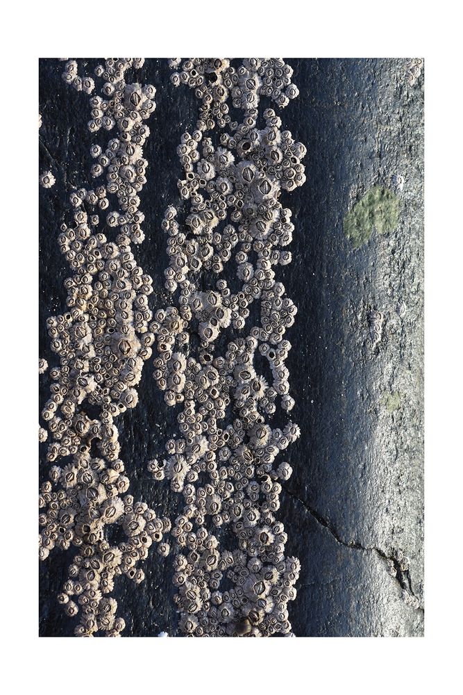 A collection of barnacles clustered on an inky shoreline rock