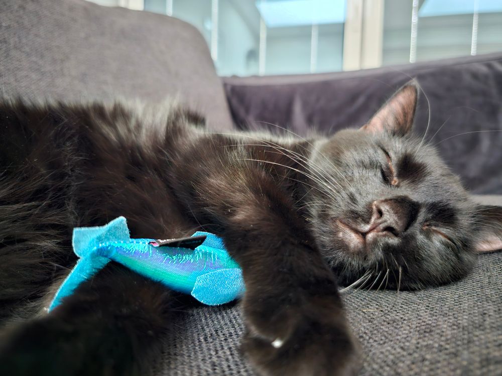 A black cat, sleeping, cuddling a blue fish toy