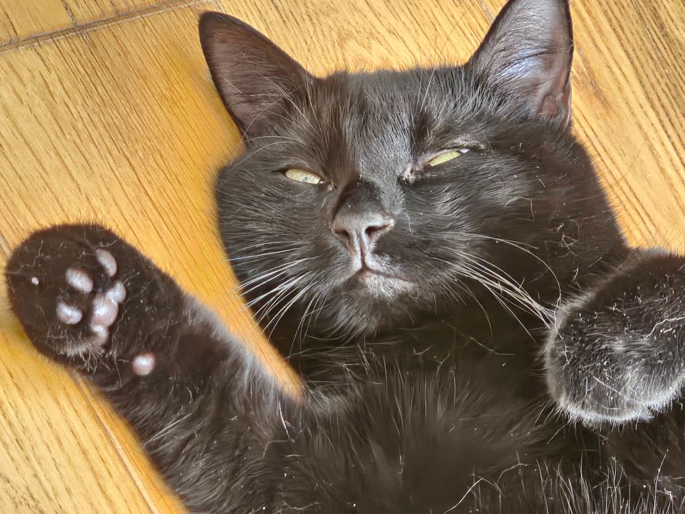 Black cat showing off her toe beans