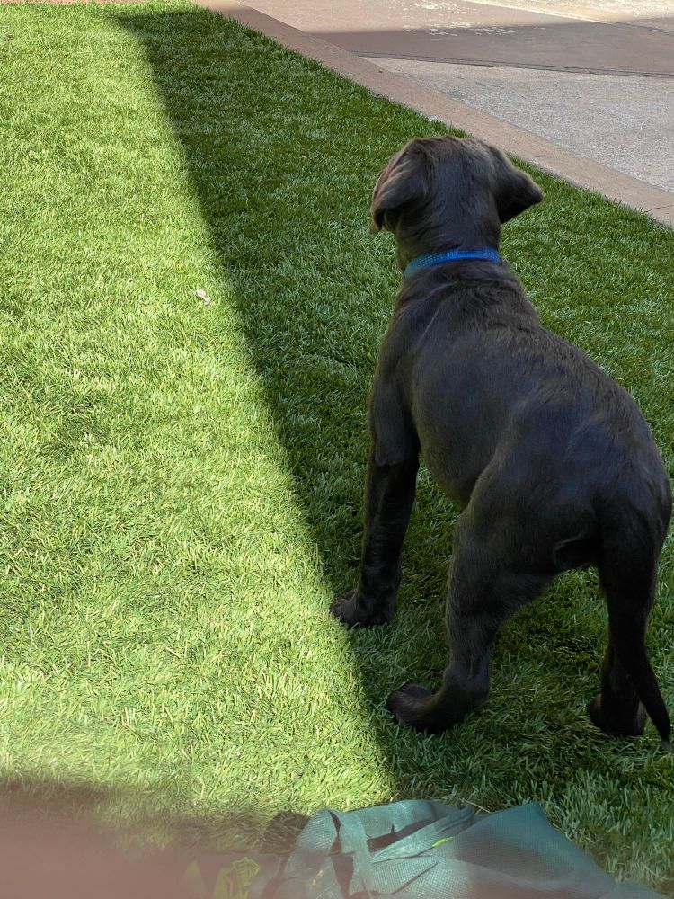 Ridley, a charcoal lab puppy, in a photo titled “Tales from the Dark Side” because she’s in green grass standing facing away from the camera (her butt facing the camera).  A long shadow is cast over the grass. Ridley is standing in the darker half.