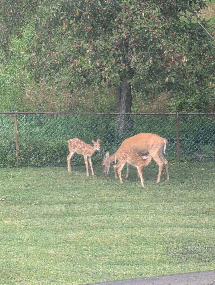 A mama deer and two babies, one is nursing 