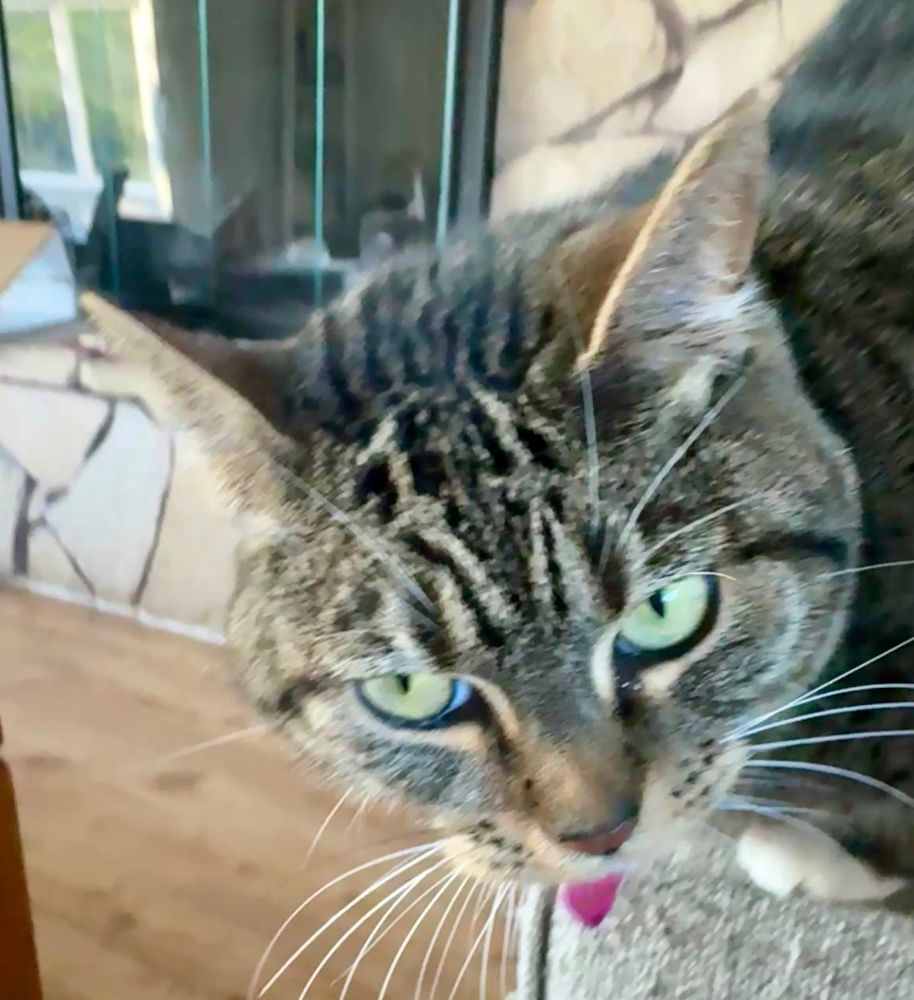 A squat tabby with clear green eyes and white toes, crouched on the arm of a gray chair. 