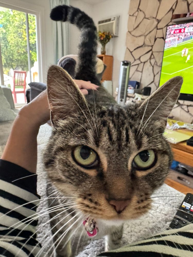A grayish-brown tabby cat with celadon green eyes stares at the human who is petting her. The human’s arm is clad in a black and white striped sweater and is dutifully petting the cat’s back. There is a mid century living room in the background. 