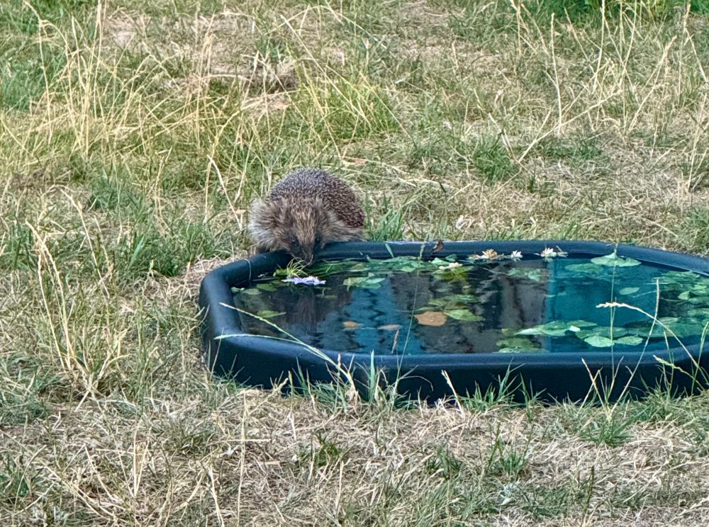 Hedgehog drinking from a plastic tray filled with water that my girls had been playing with in the garden today. 