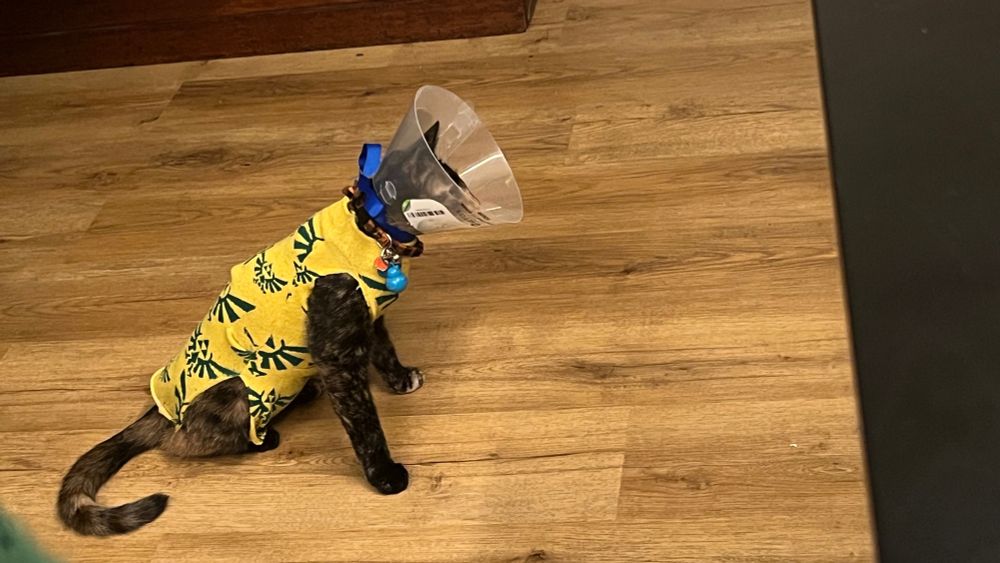 Snapshot looking a bit down at a tortishell kitten in a handmade surgery suit and clear cone. She is sitting rigidly on the wood laminate floor and staring straight ahead to the right of the frame. The surgery suit is made from yellow socks with the hylian crest in dark green. 