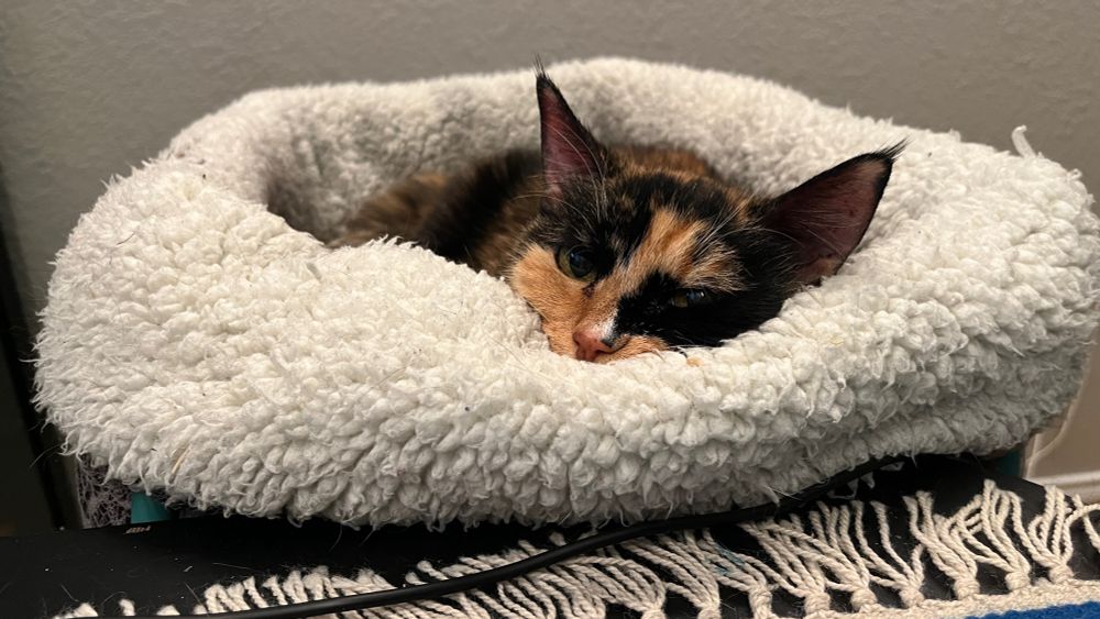 Calico cat in a sherpa-lined heated bed next to my desk. Her hear is pillowed on the rolled edge and she us staring at me. 