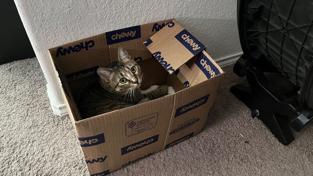 Snapshot looking down at a small carboard box with chewy branding next to a black catwheel. A half-bengal tabby is curled up in the box, looking up at the camera with a soft expression. 