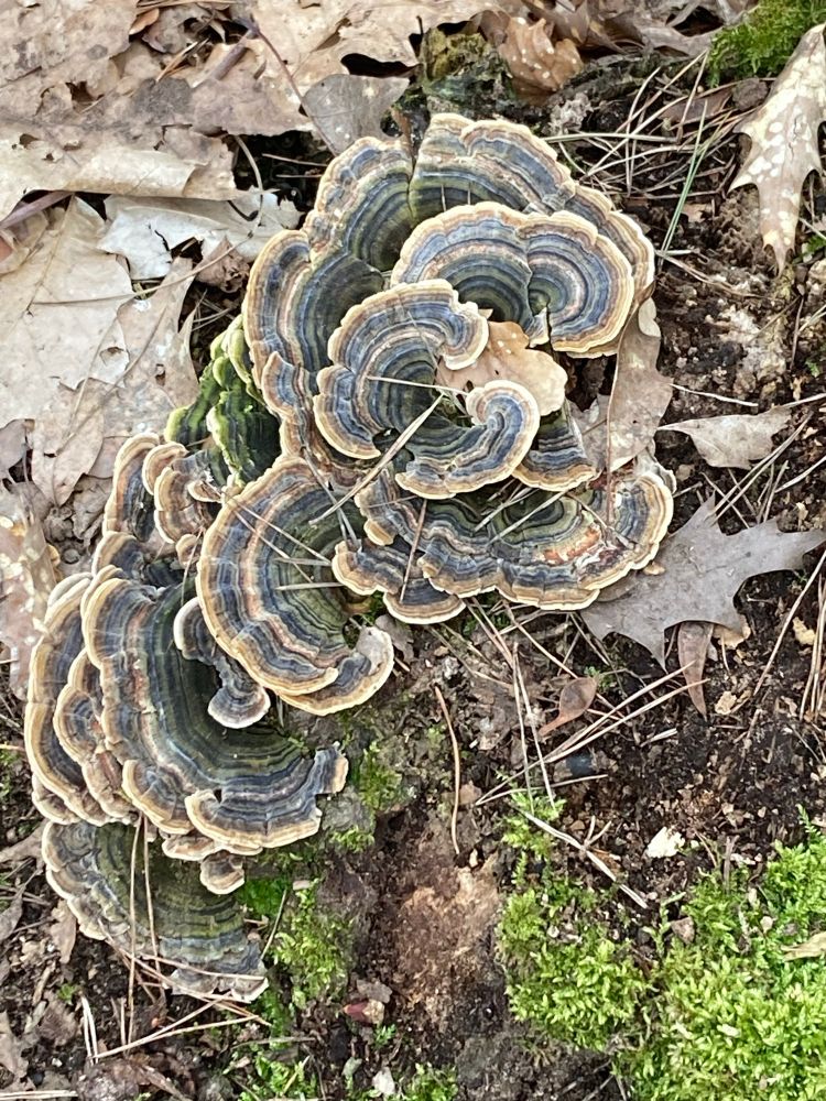 Eine Gruppe Baumpilze auf einem Stamm. Die einzelnen Pilze sind bunt gestreift.