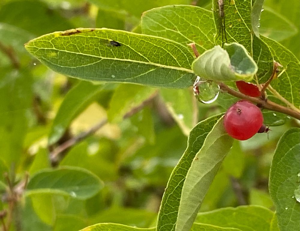 end of a Utah honeysuckle branch in full leaf, red berry at center right, curled leaf above it suspending a water drop, front half of an elongated spider poking down above the curled leaf
