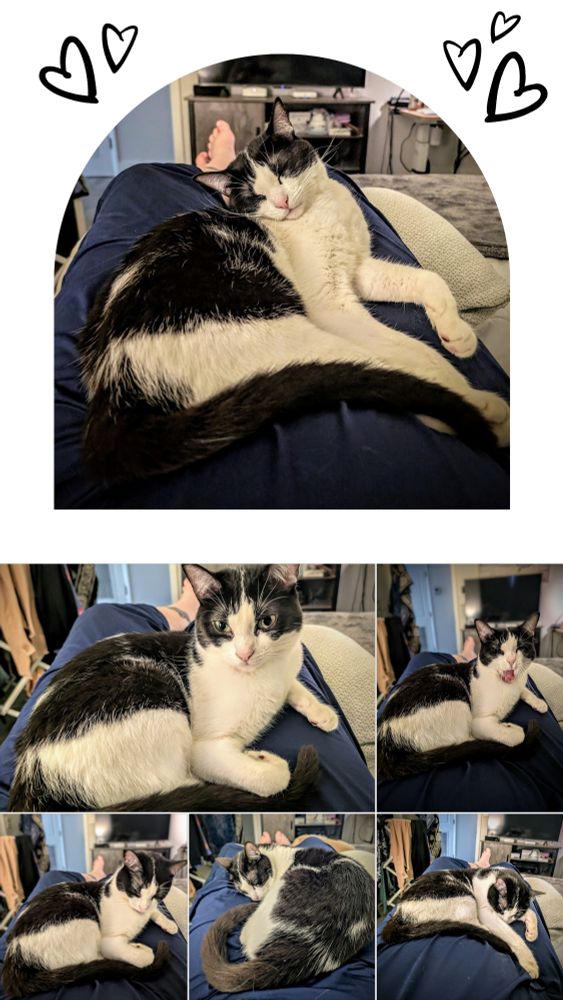 A collage of photos of a cute bicolor cow cat snuggling on her pet parent's lap in various positions with sleepy expressions, yawning, and outright snoozing.