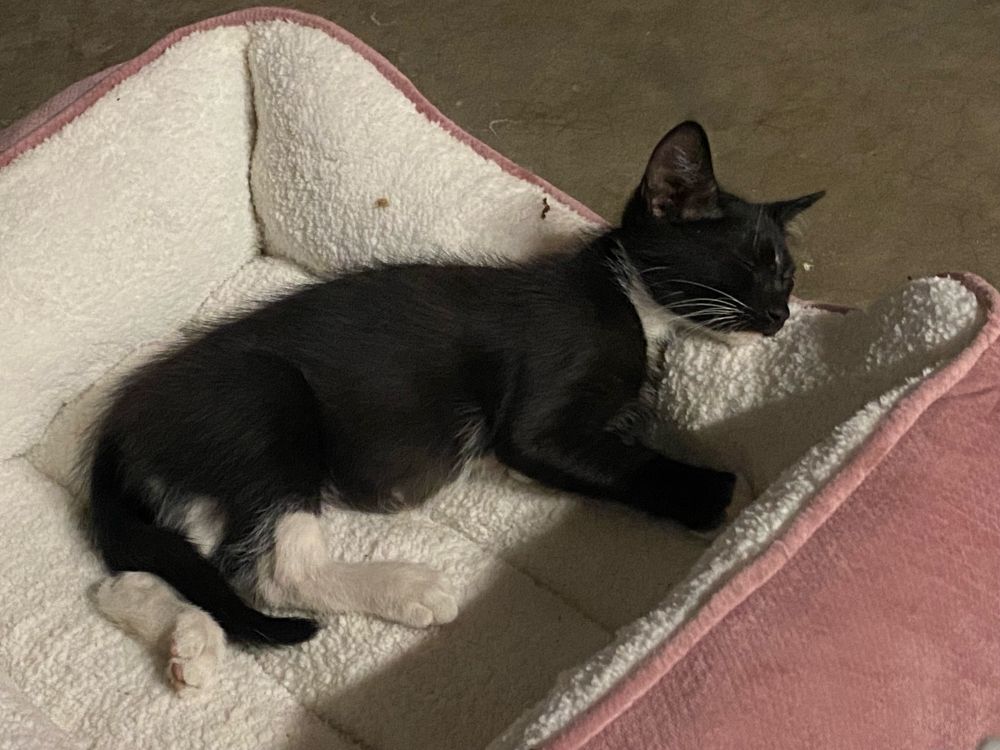A tuxedo kitten sleeping in a soft cat bed. The outside of the bed is a dusty rose color. The kitten has his head laying on the edge of the outside of the bed, like it’s a pillow. 