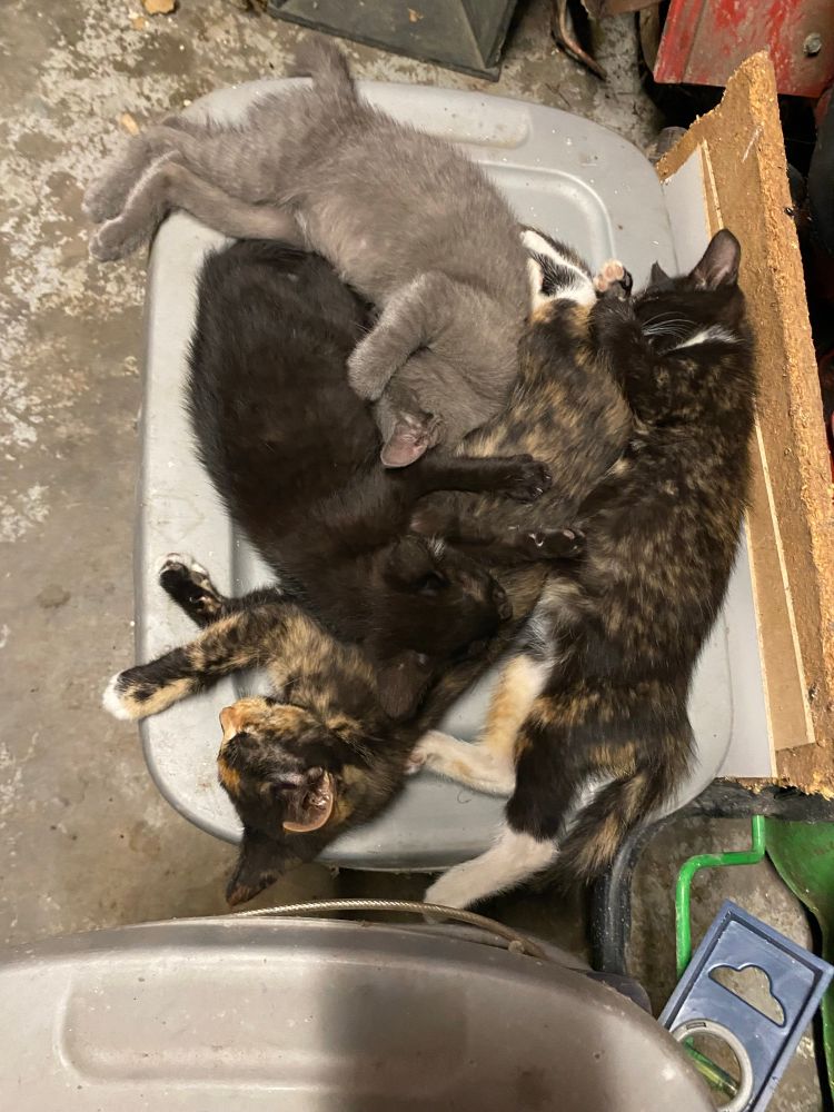 4 kittens sleeping on the lid of a gray plastic tote in my garage. There’s a black kitten, a gray kitten, and 2 tortoiseshell calico kittens huddled together. 