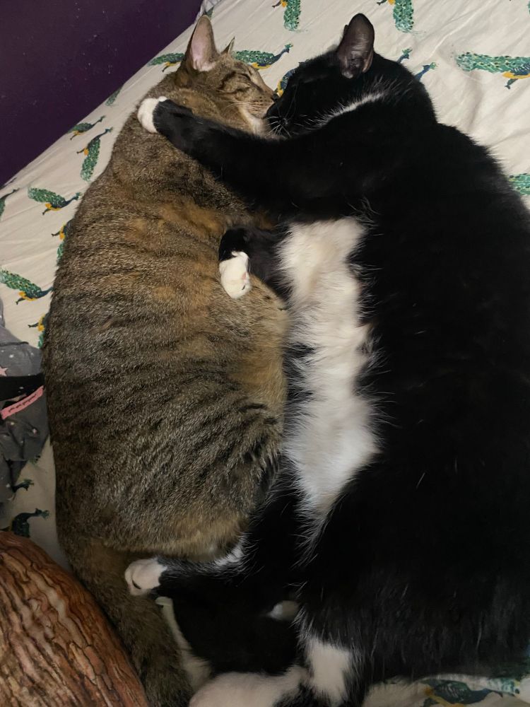 A brown tabby cat and a tuxedo cat cuddling each other 