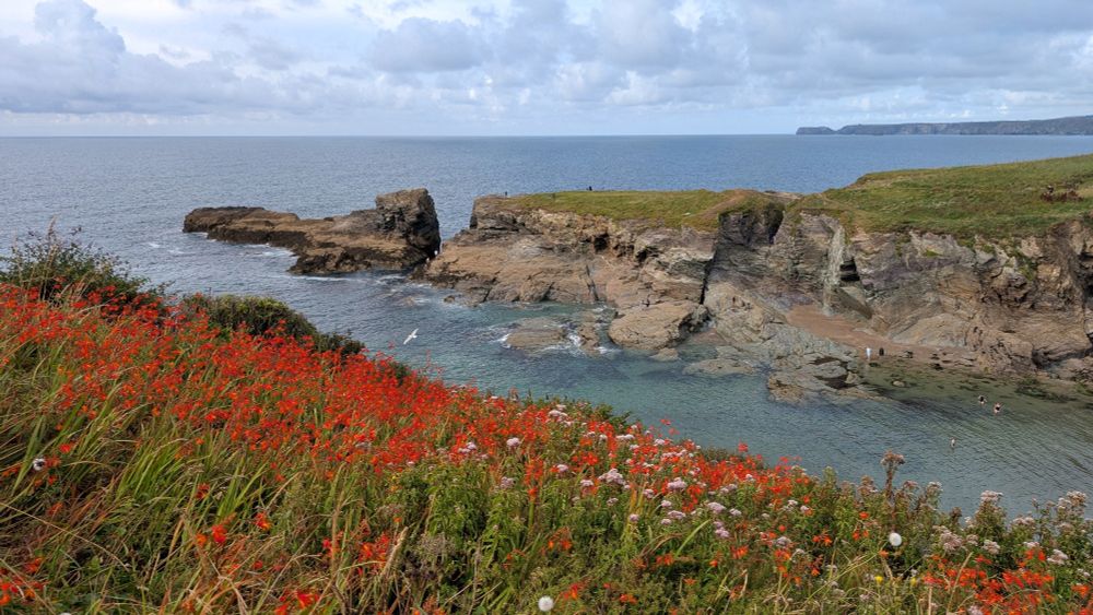 Rote Blumen vor Küstenlandschaft in Cornwall 