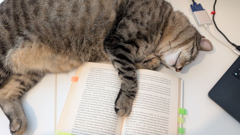 Katze schläft am Schreibtisch mit Pfote in einem offenen Buch