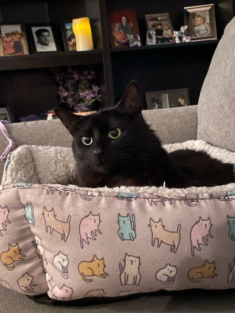 Black cat in cat bed 