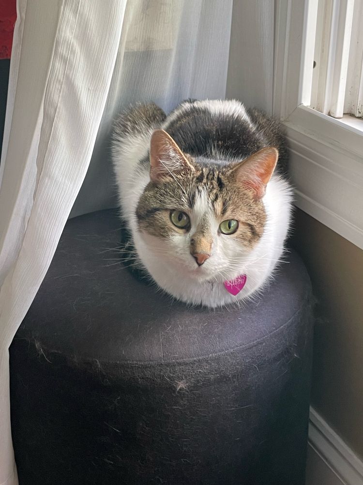 Cat sitting in black seat next to window . 