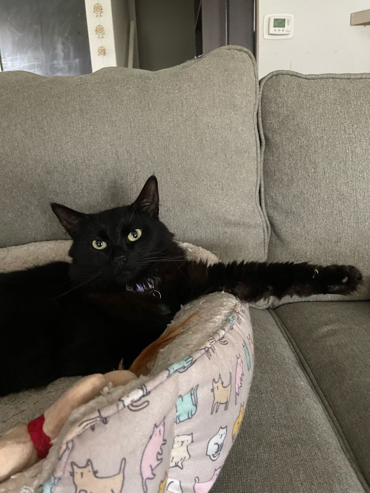 Black cat lying in cat bed 