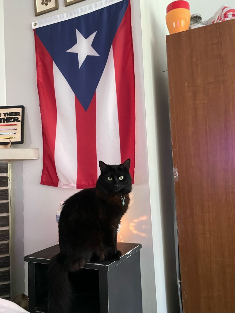 Black cat in front of the flag of Puerto Rico.