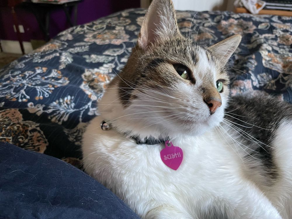 Cat with white and brown fur lying on a bed 