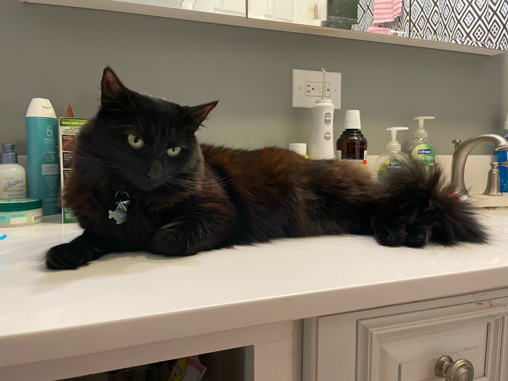 Black cat lying on bathroom vanity sink. 
