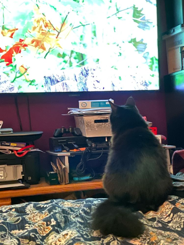 Black cat watching television 