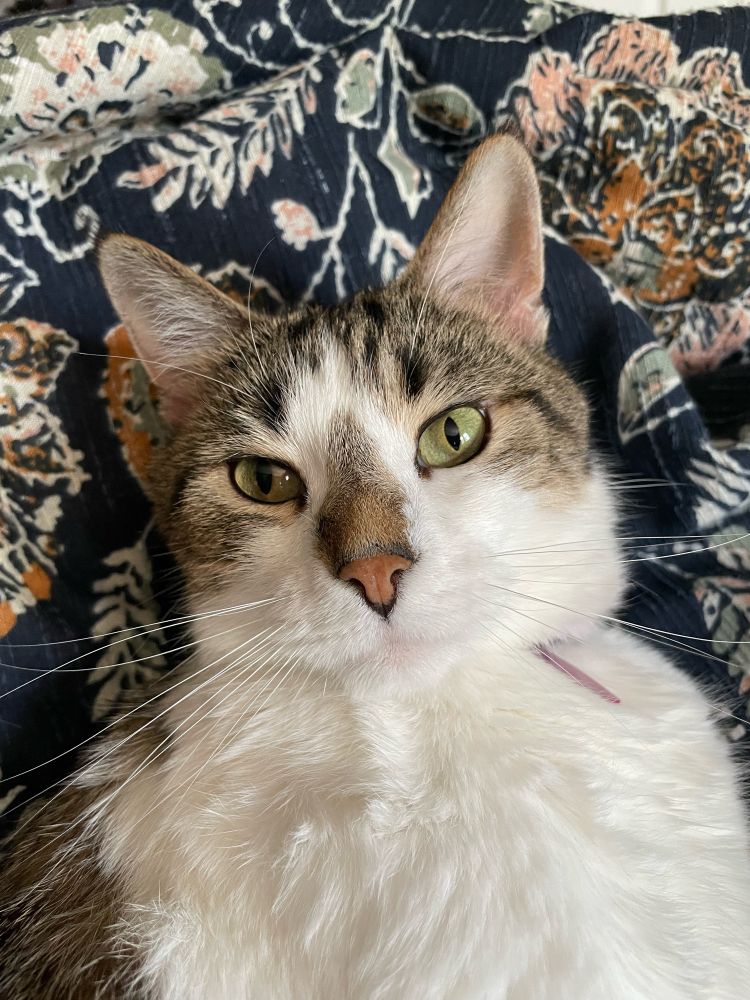 Cat with white and brown fur