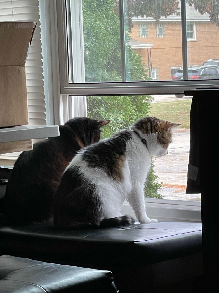 Two cats looking out the window .