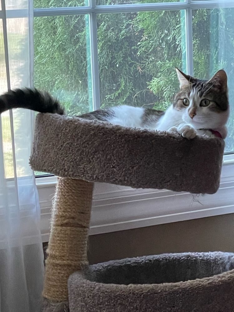 Cat sitting on cat tree