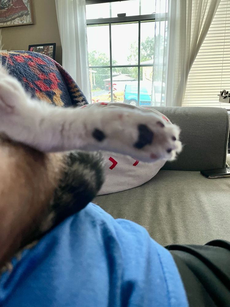 Photo of my cat’s paw 