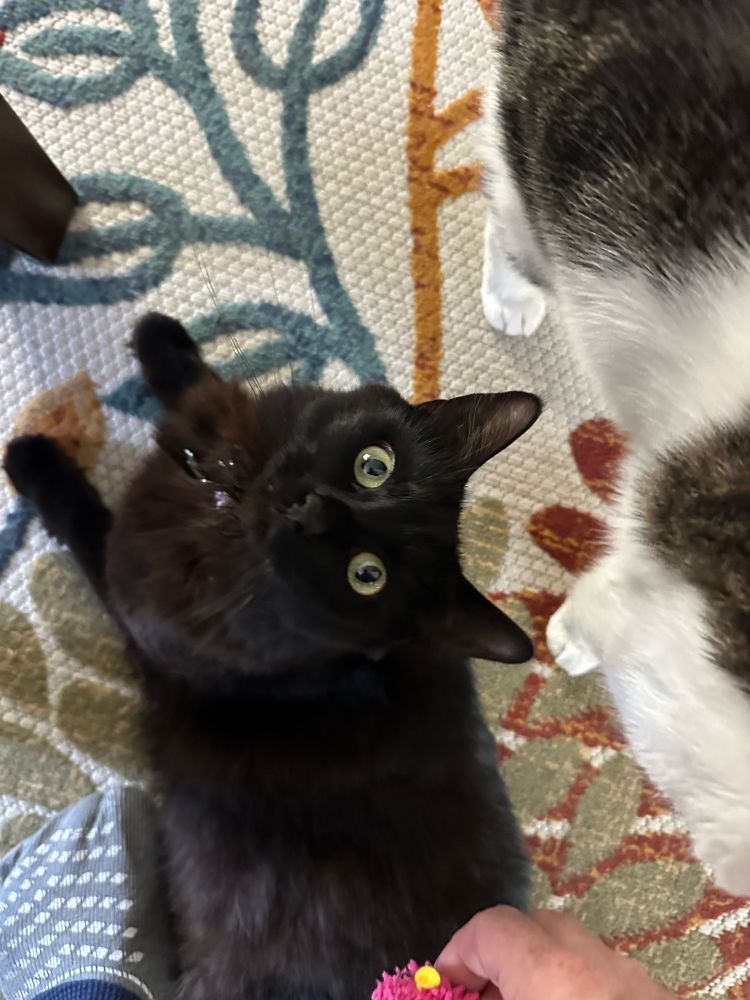 Black cat looking up , sitting on carpet . 