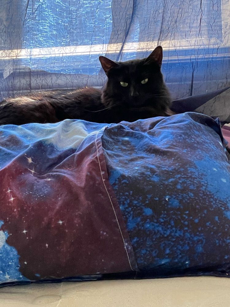 Black cat lying on a pillow . 