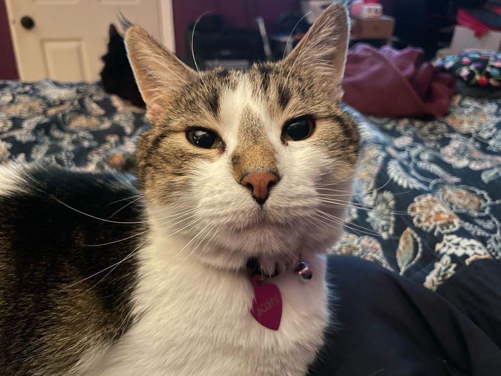 Photo of cat with different colors 



