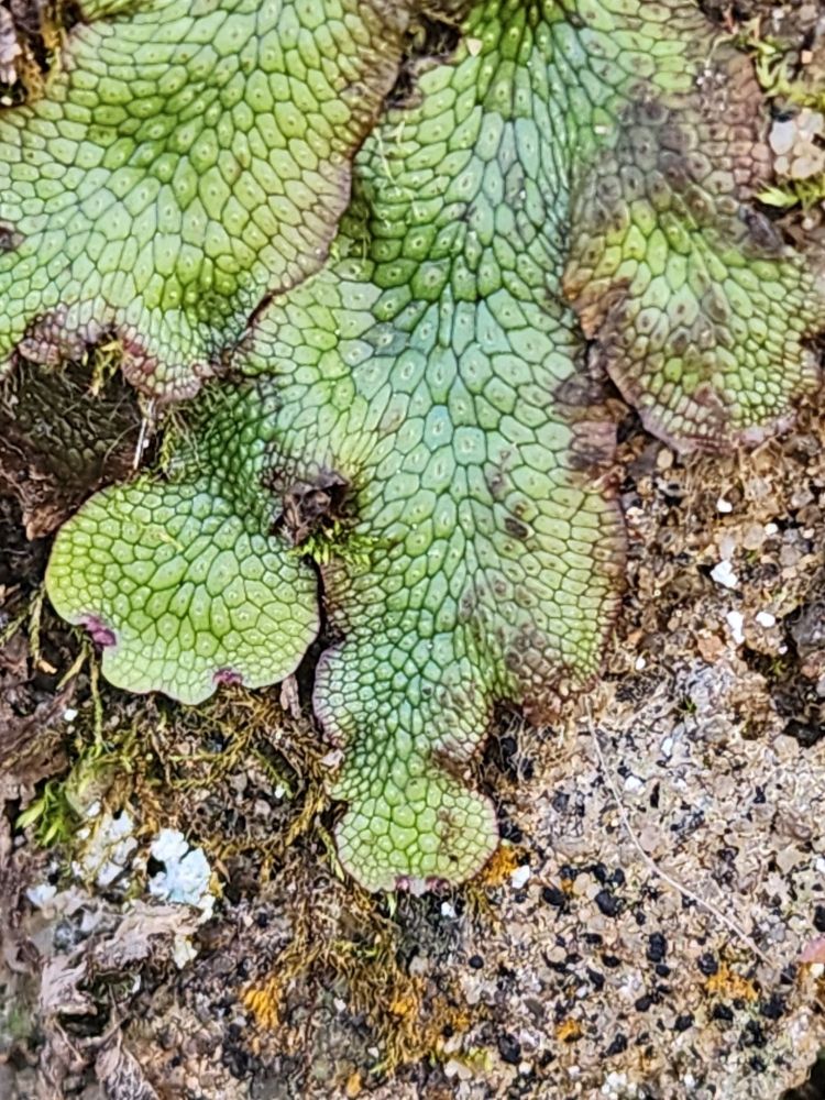 A liverwort named Snakewort. Found along a trail to a waterfall in Cayahoga Valley NP. 