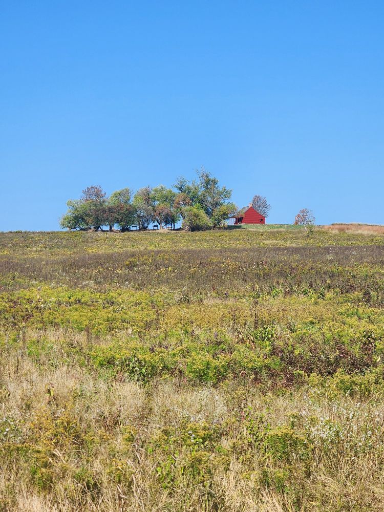 Looking uphill to a sparse stand of trees and a small red,old house on the horizon. The sky is blue. Foreground vegetation is mixed herbaceous and grass, and is unmowed.