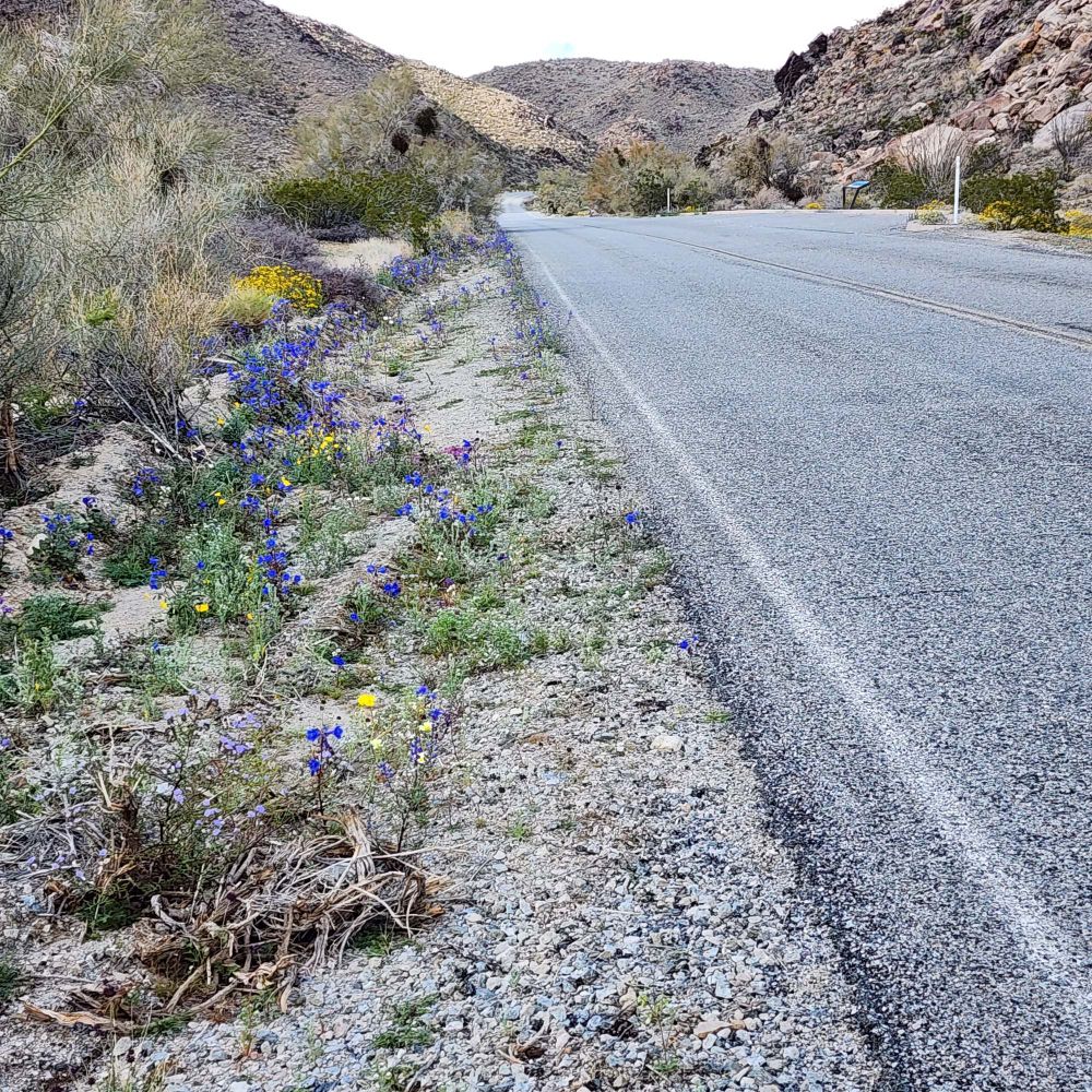 Roadside in Sonoran desert section of Joshua Tree NP. Among the gravel and sand are 8 species of wildflowers in bloom, with yellow, purple, pink, and blue. 