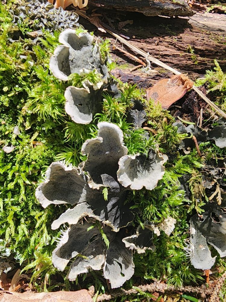 Mosses and lichens along a trail in Voyageurs NP