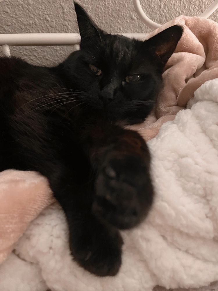 Adorable black cat lying on a fluffy pink blanket