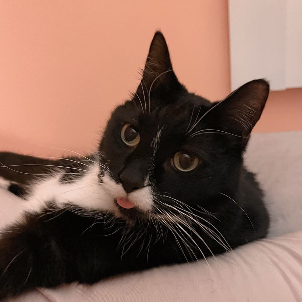 Black and white tuxedo cat with green eyes, a white mustache, and long white whiskers, sticking his tongue out (blep)