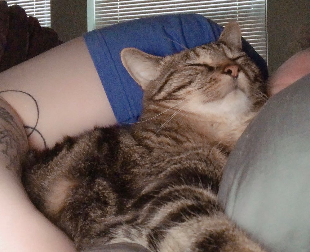 A sleeping tabby cat, spooning with his human. His human is wearing a blue t-shirt and has her arm wrapped around him. They’re sharing a pillow. 