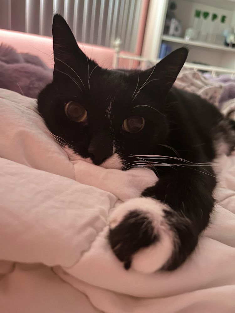 A black and white tuxedo cat lying down on a white comforter, one paw extended toward the camera