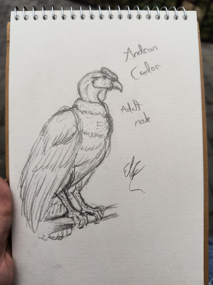 A messy pencil sketch of a male andean condor perched only on a branch, made in a small travel sketchbook. His head is turned to the side and his wings are resting.