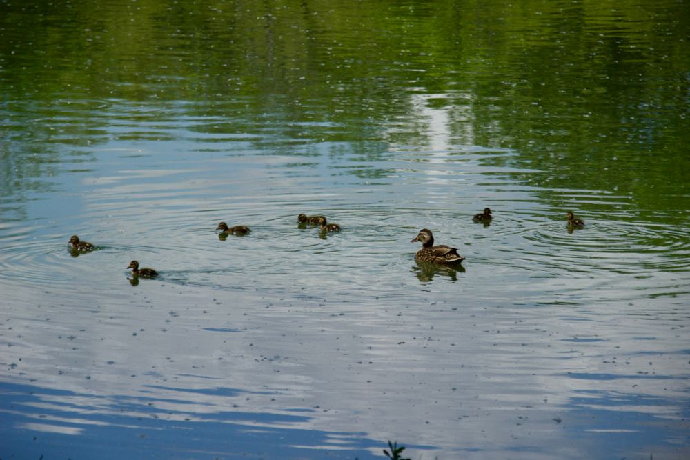 Momma Mallard and her 7 ducklings. The male was nearby.  