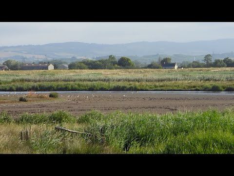 Goldcliff Birding #229 4K